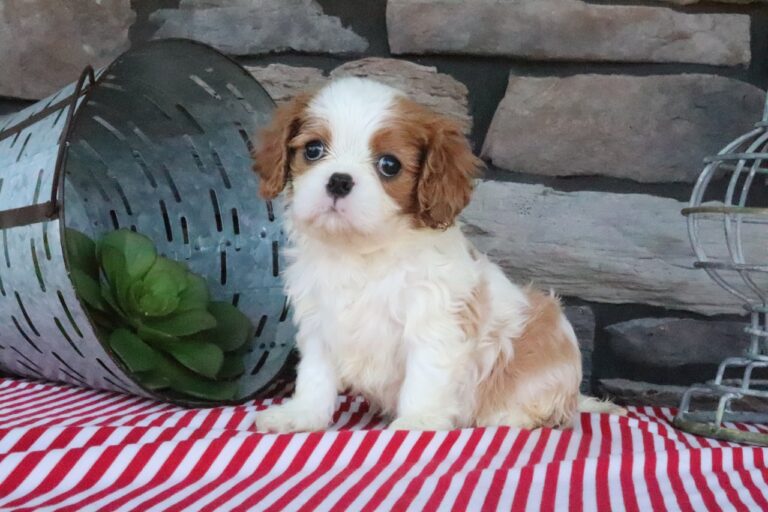 Tuffy