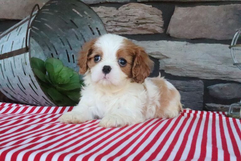 Tuffy
