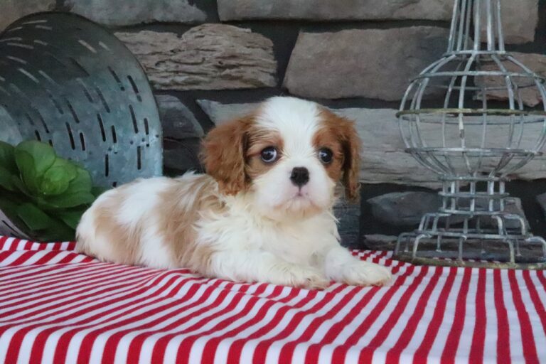 Tuffy