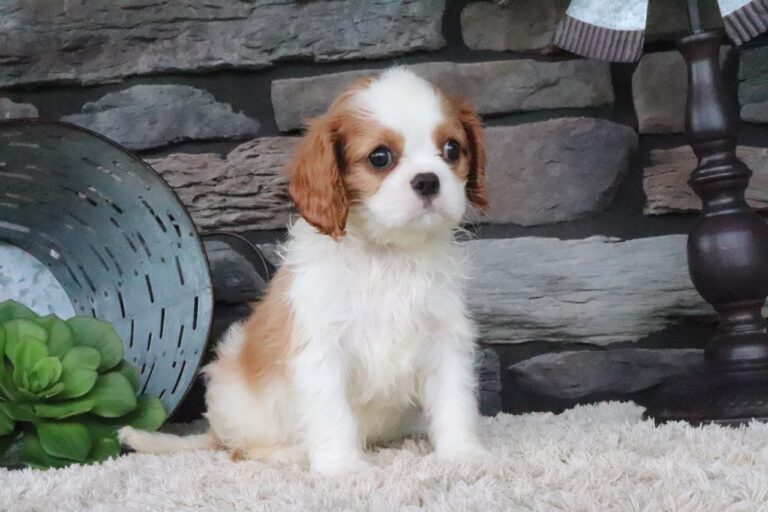 Toby