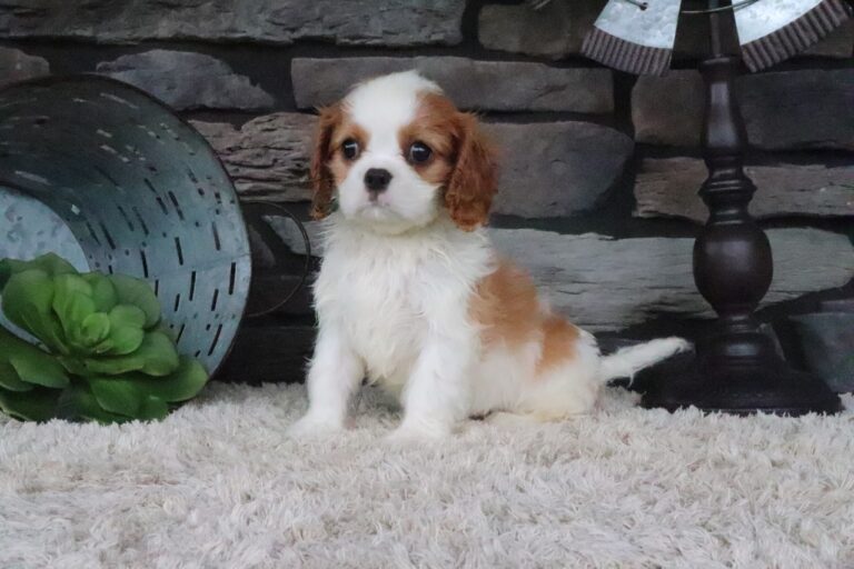 Toby