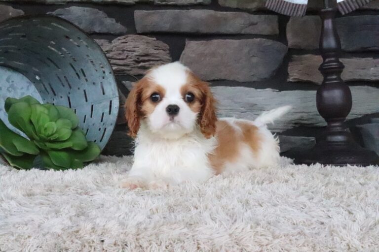 Toby