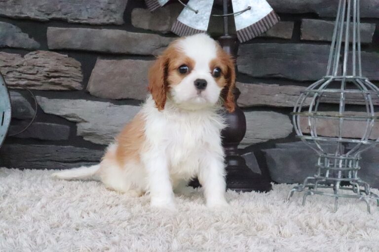 Toby