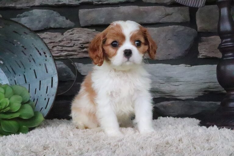 Teddy