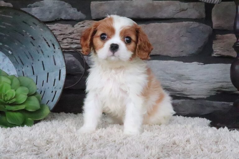 Teddy