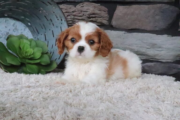 Teddy