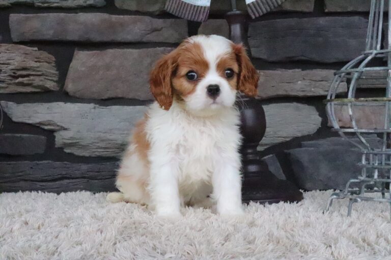 Teddy