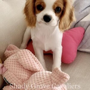 Adopted Puppy