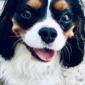 Adopted Puppy