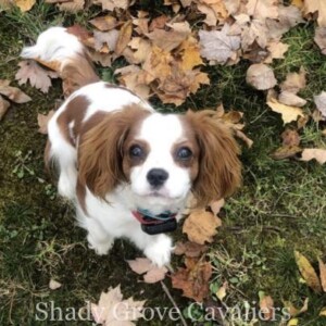 Adopted Puppy