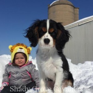 Past Puppies