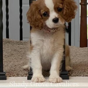 Adopted Puppy