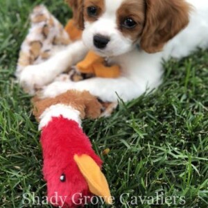 Adopted Puppy