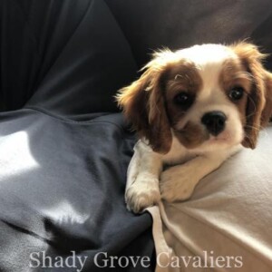 Adopted Puppy