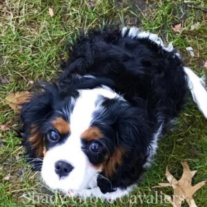 Adopted Puppy
