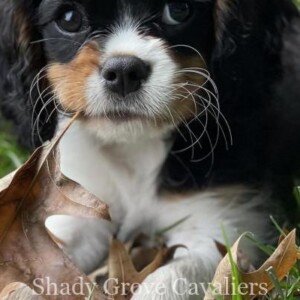 Adopted Puppy