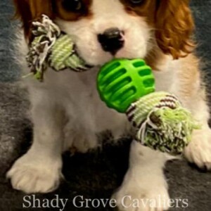 Adopted Puppy