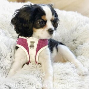 Adopted Puppy