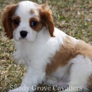 Adopted Puppy