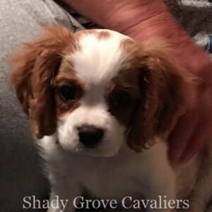 Adopted Puppy