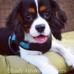 Adopted Puppy
