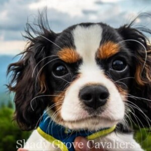 Adopted Puppy