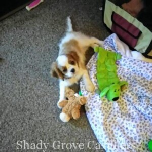 Adopted Puppy