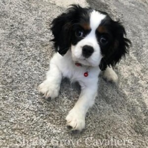 Adopted Puppy