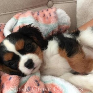 Adopted Puppy