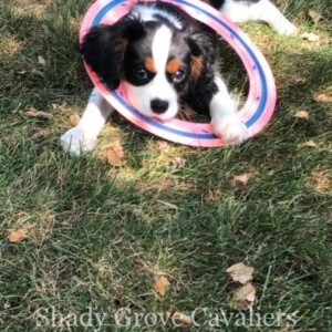 Adopted Puppy