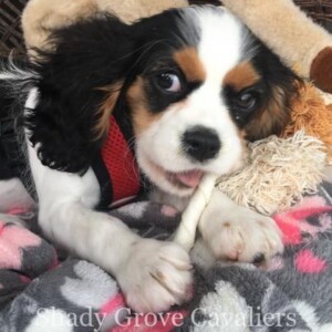 Adopted Puppy