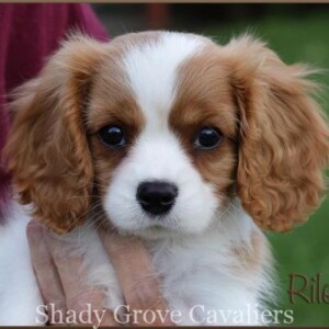 Adopted Puppy