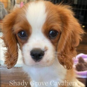 Adopted Puppy