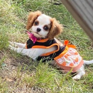 Adopted Puppy